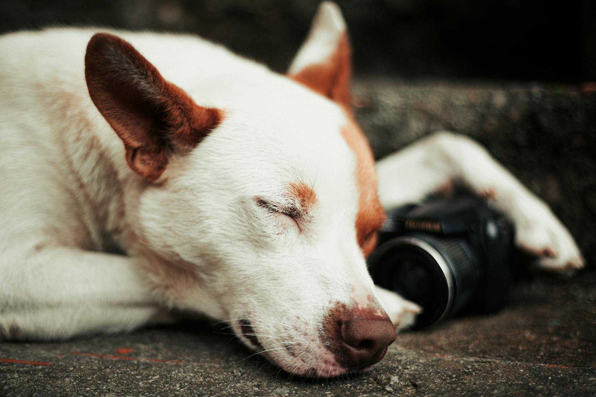 Close-Up Photo Of Dog