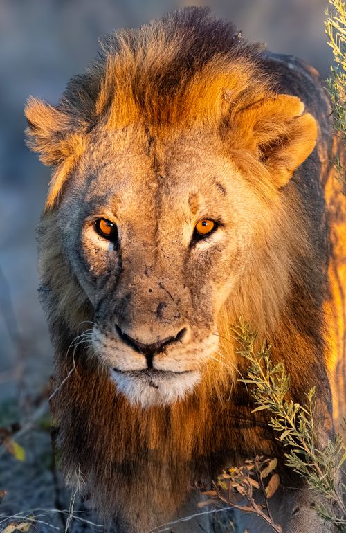 Free Close-up of a lion in warm golden light at sunrise, showcasing the majestic beauty of wildlife. Stock Photo