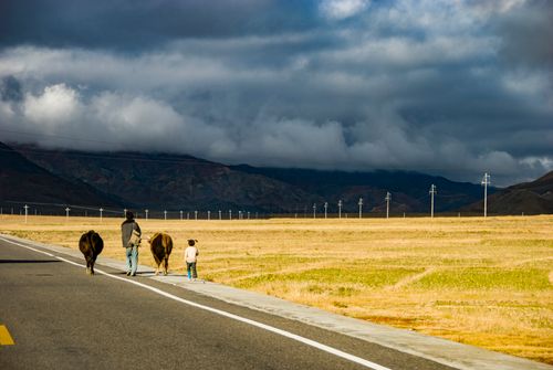 Free A father and child herding cows along a scenic rural road under dramatic skies. Stock Photo