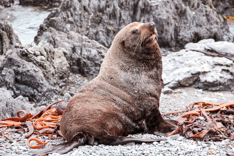 Sea Seal On Snow