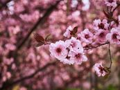 春天，户外盛开着充满活力的粉红色樱花