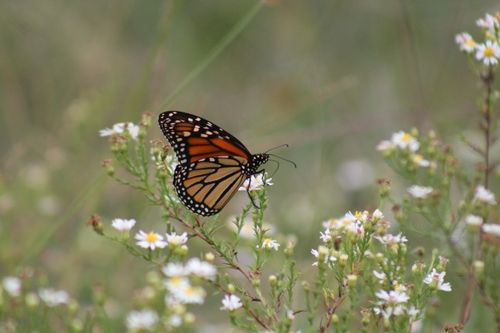 Free A monarch butterfly perched on wildflowers, showcasing its vibrant orange and black wings. Stock Photo