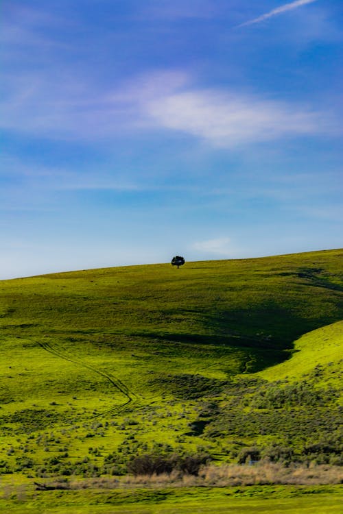 Dramatic view including endless blue sky with clouds and small lonely tree growing on green slope covered by grass