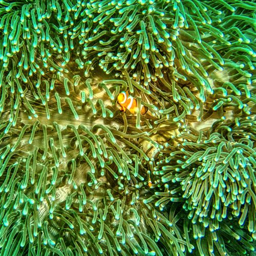 Free Vibrant clownfish nestled in anemone, showcasing marine life in Jakarta's waters. Stock Photo
