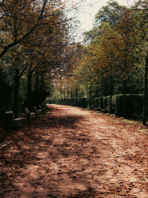 Free Tranquil park path lined with autumn trees and fallen leaves in Czechia. Stock Photo