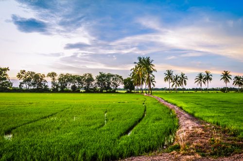 Free stock photo of afternoon, rice field Stock Photo