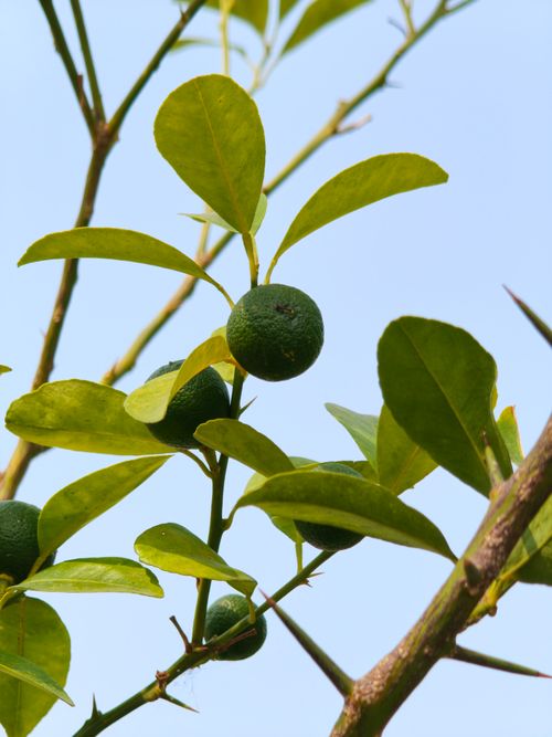 Free Close-up of vibrant green citrus fruits and leaves against a blue sky. Stock Photo