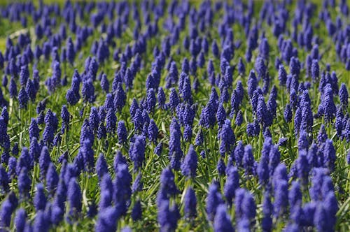 Gratis arkivbilde med åker, blomster, blomstre