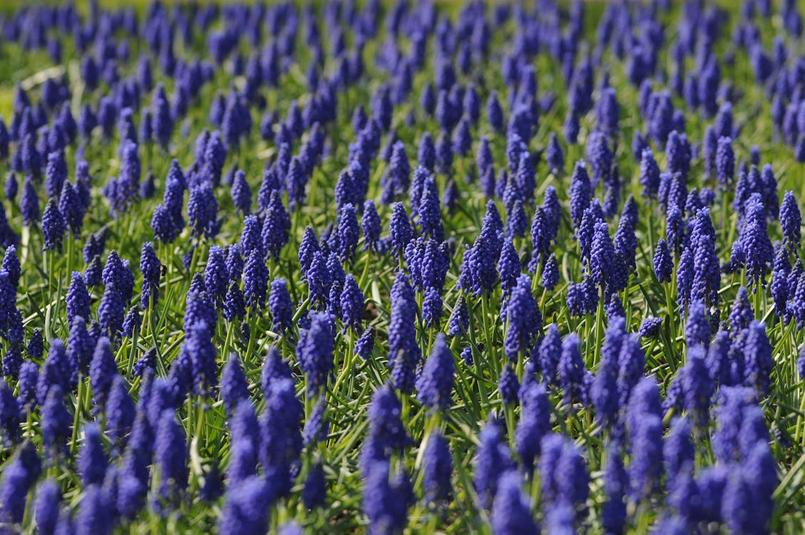 Mavi çiçek Tarlası