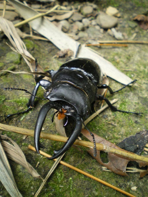 Free stock photo of beetle, close-up, insect