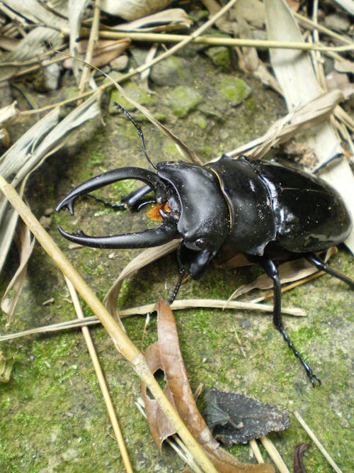 Ingyenes stockfotó beetle, közelkép, rovar témában