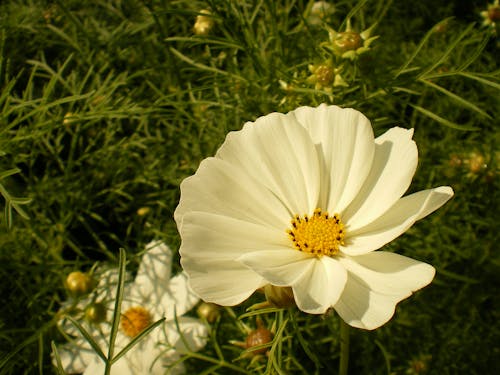 Free stock photo of close-up, flower, natural