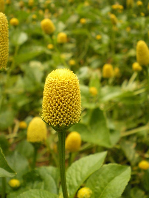 Free stock photo of close-up, flower, microphone