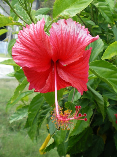 Ingyenes stockfotó bunga raya, közelkép, piros témában