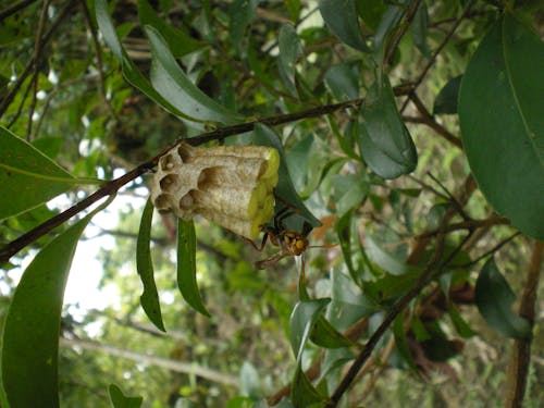 Free stock photo of close-up, honeycomb, insect