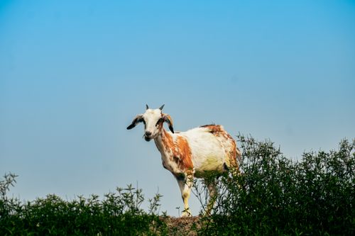 Free A spotted goat standing on a grassy hill under a clear blue sky. Stock Photo