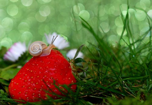 Snail on Top of Strawberry