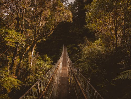 樹木環繞的棕色吊橋