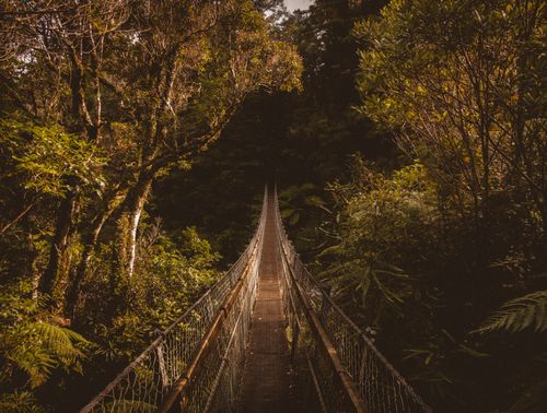 Free Discover serenity on a suspension bridge amidst the lush greenery of Upper Hutt, New Zealand. Stock Photo