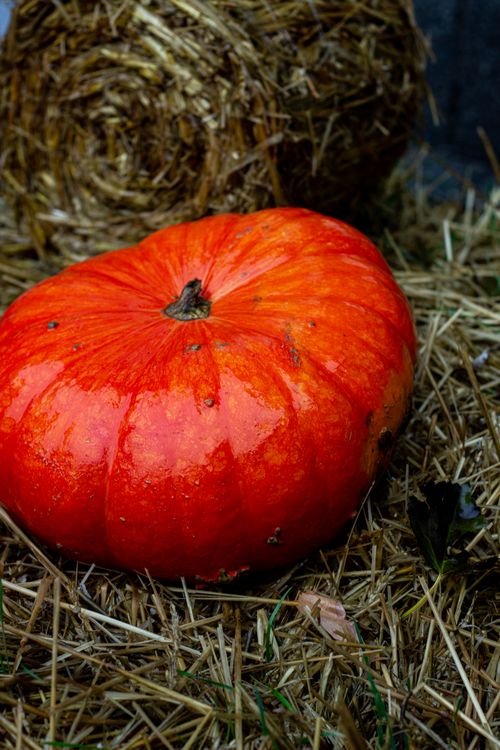 Free Bright orange pumpkin resting on hay, evoking autumn harvest and seasonal festivities. Stock Photo