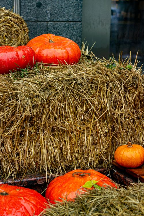 Free Bright orange pumpkins arranged on straw bales, embodying the fall harvest spirit. Stock Photo