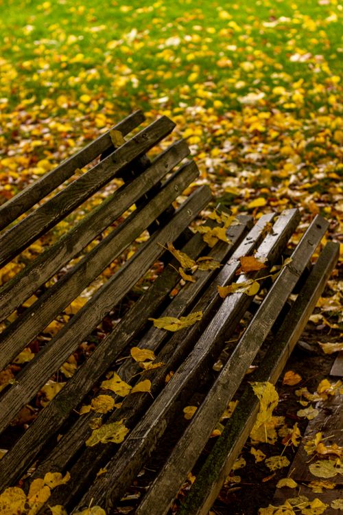 Free A weathered wooden park bench covered in colorful autumn leaves in a serene fall setting. Stock Photo