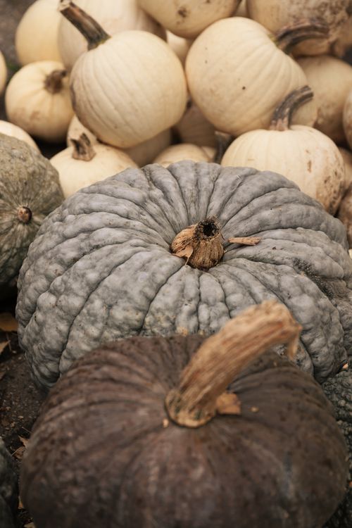 Free A collection of varied pumpkins showcasing autumn harvest bounty. Stock Photo