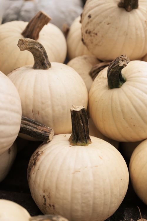 Free A collection of white pumpkins arranged closely, symbolizing autumn harvest. Stock Photo