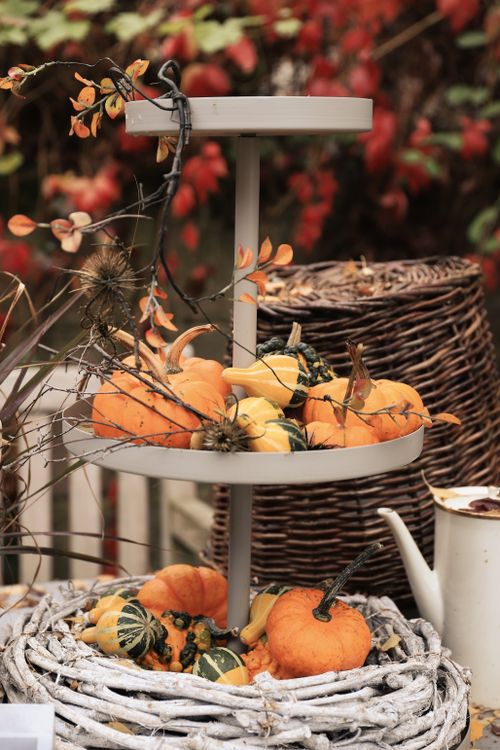 Free Rustic fall decoration featuring pumpkins and autumn foliage outdoors. Stock Photo