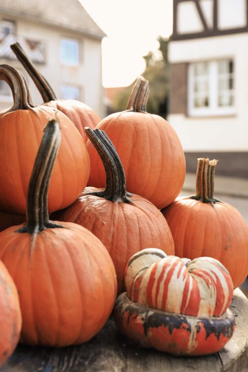 Free Pumpkins stacked outdoors, capturing the essence of fall and harvest time. Stock Photo