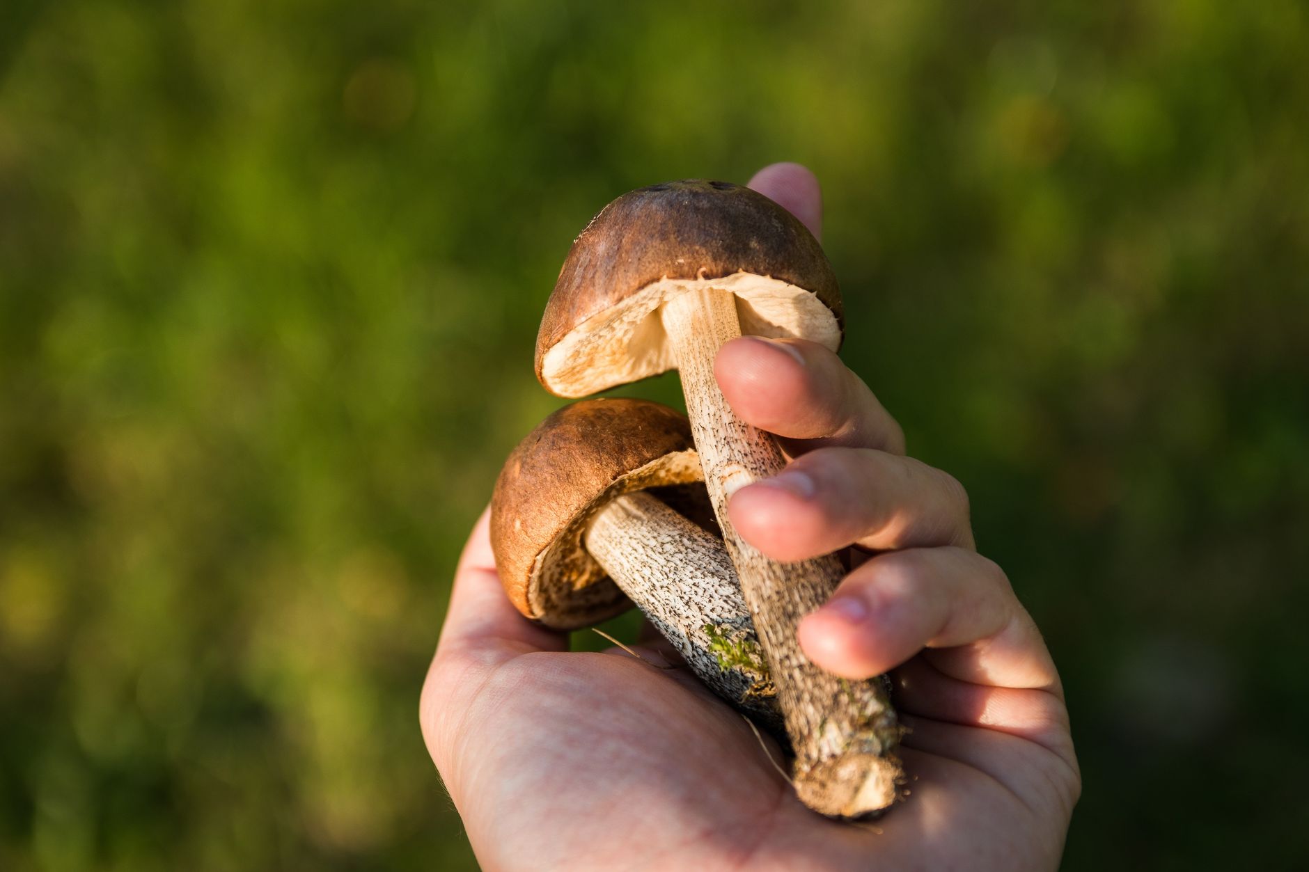 Hand holding fresh wild mushrooms with a natural outdoor background.