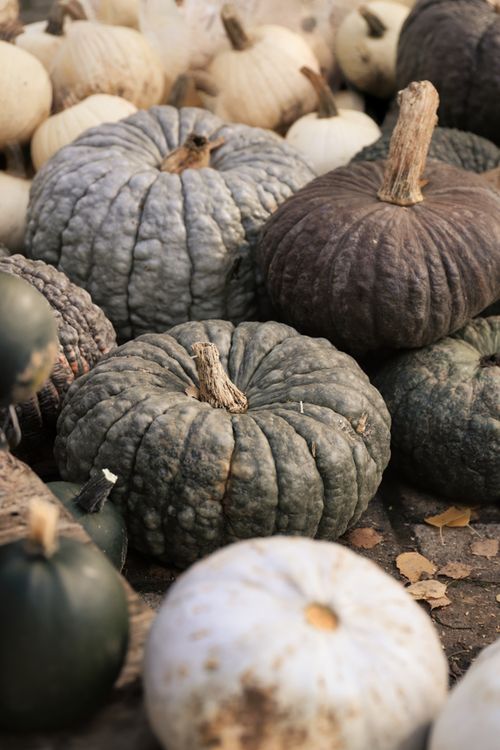 Free Colorful pumpkins in autumnal display, ideal for fall harvest themes. Stock Photo
