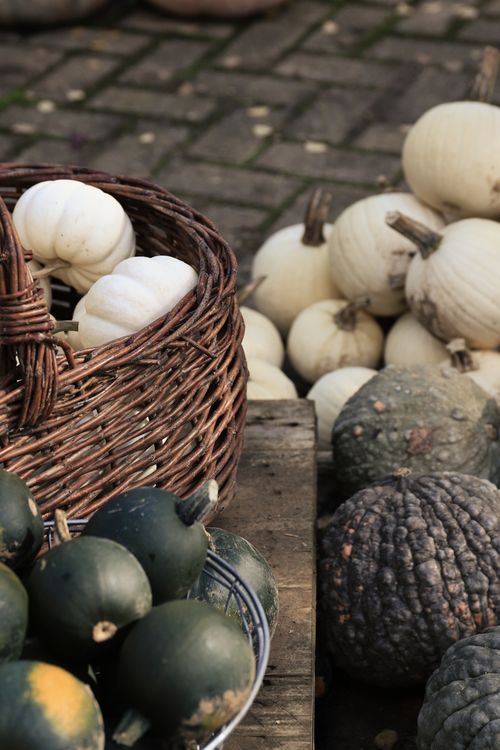 Free A rustic display of white and green pumpkins and gourds in autumn setting. Stock Photo