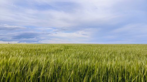 Free Expansive green wheat field under a dynamic cloudy sky. Stock Photo