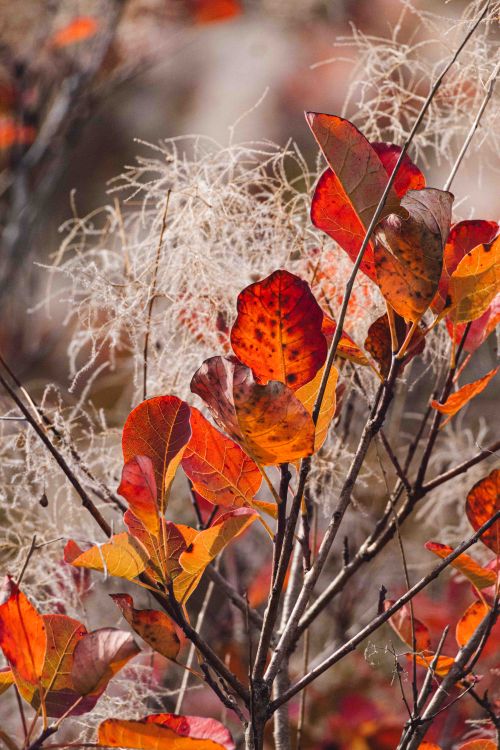 Free Close-up of colorful fall leaves with delicate white plant background. Stock Photo