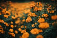 Selective Focus Of Yellow Flowers