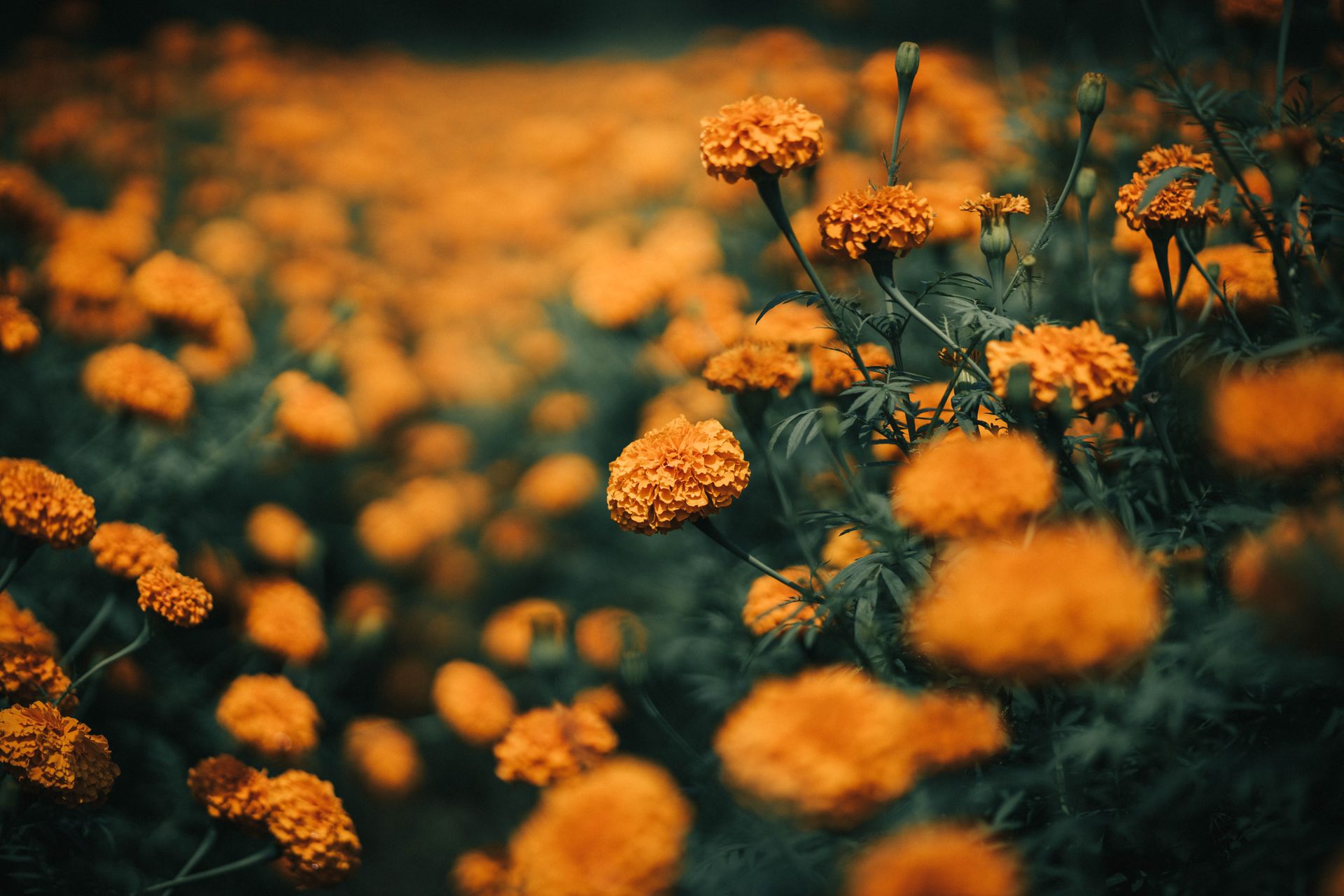 A vibrant field of orange marigold flowers in Somwarpet, India captured in a warm, soft light.