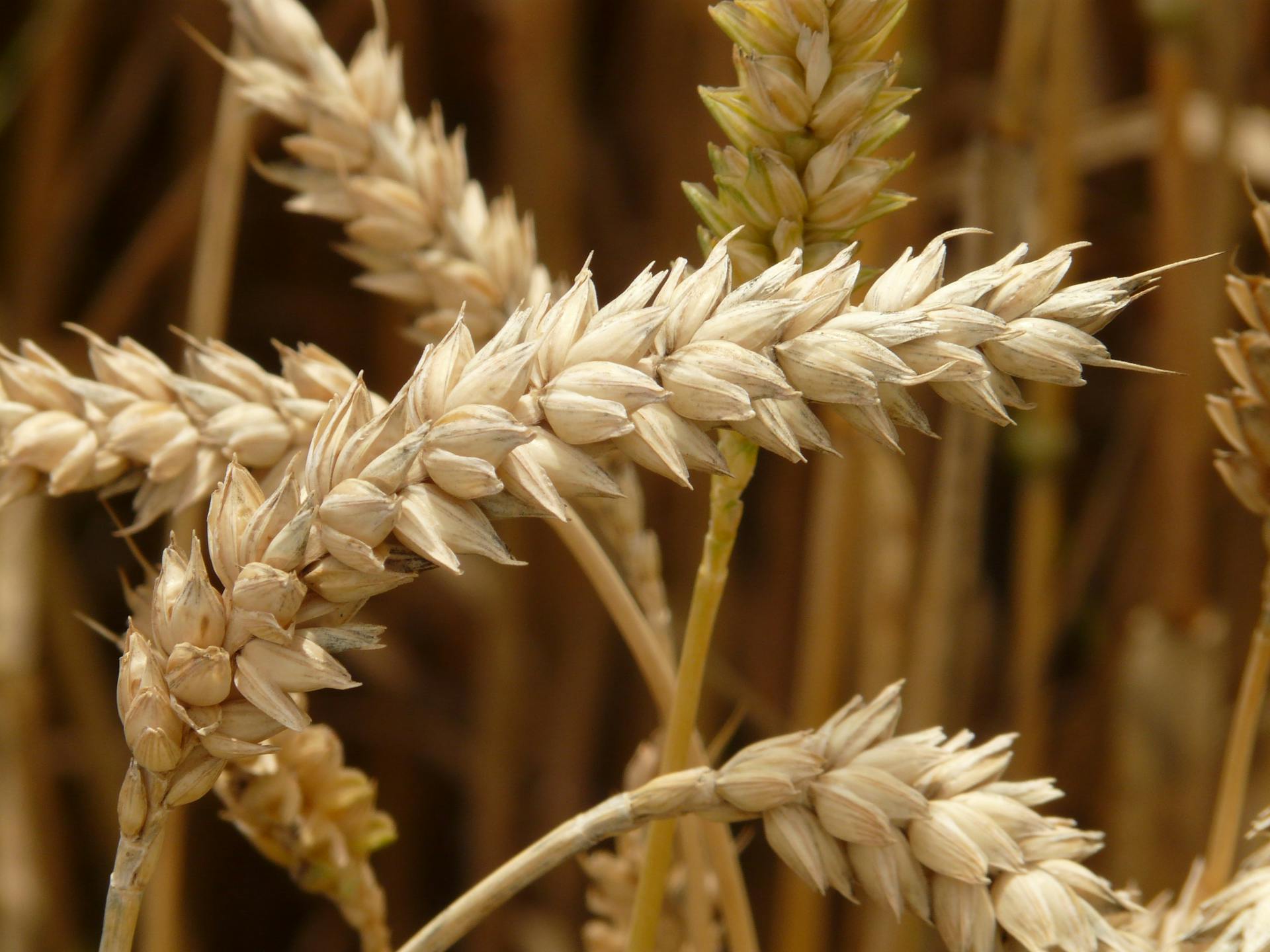 Brown Wheat Grain