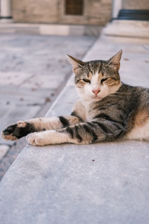 Free A calm tabby cat rests comfortably on a stone surface outdoors, enjoying the day. Stock Photo