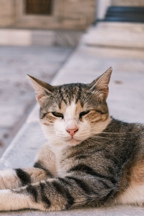 Free A relaxed tabby cat enjoys a sunny day outdoors, calmly observing its surroundings. Stock Photo