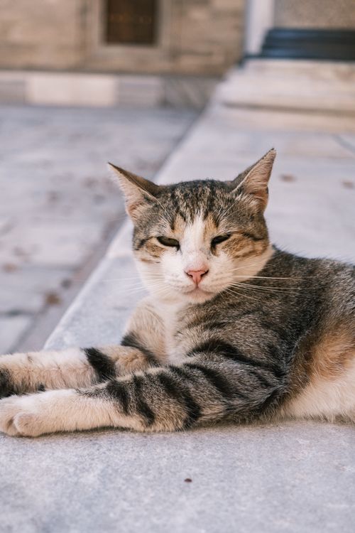 Free A calm tabby cat resting on a sidewalk, enjoying a sunny day outdoors. Stock Photo