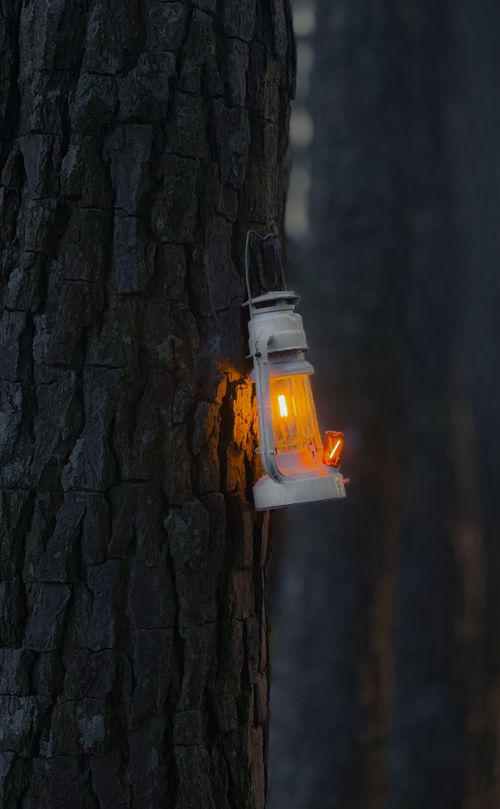 Free A vintage lantern with warm glow hangs on a tree in a dimly lit forest setting, creating a peaceful ambiance. Stock Photo
