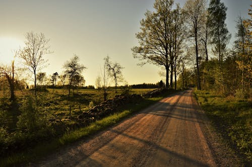 スウェーデン, 木, 森林の無料の写真素材