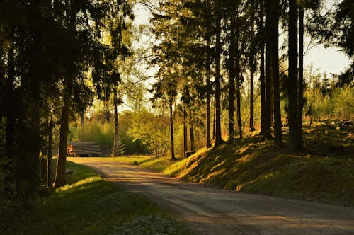 スウェーデン, 木, 森林の無料の写真素材