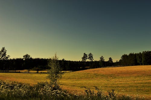 スウェーデン, フィールド, 夕方の無料の写真素材