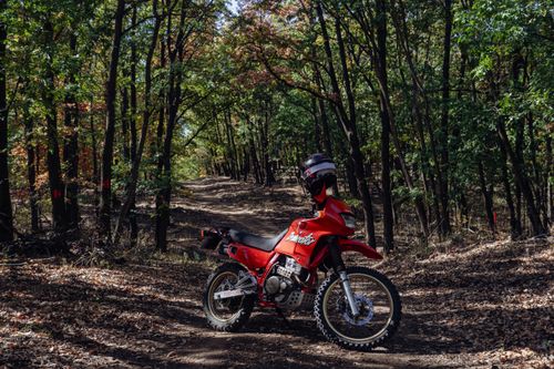 Free A vibrant red dirt bike parked on a forest trail, surrounded by lush trees. Stock Photo