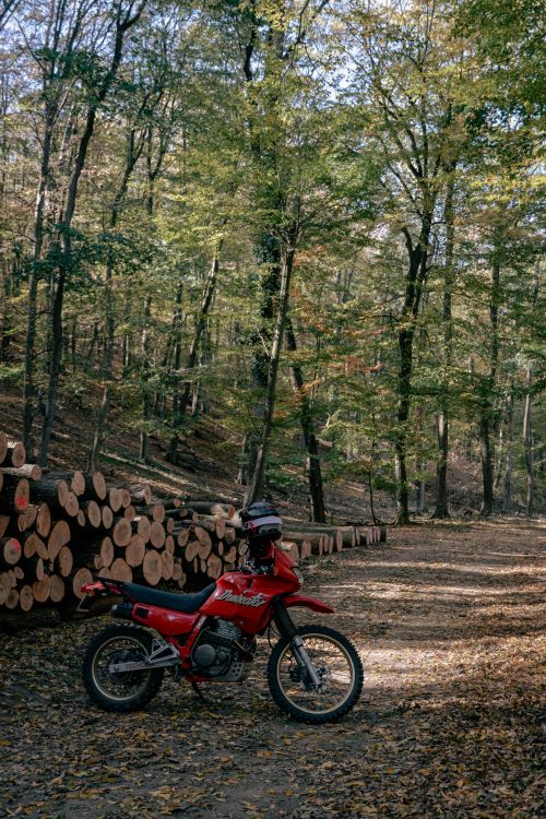 Free Red motocross bike parked on a leaf-strewn path in a serene autumn woodland. Stock Photo