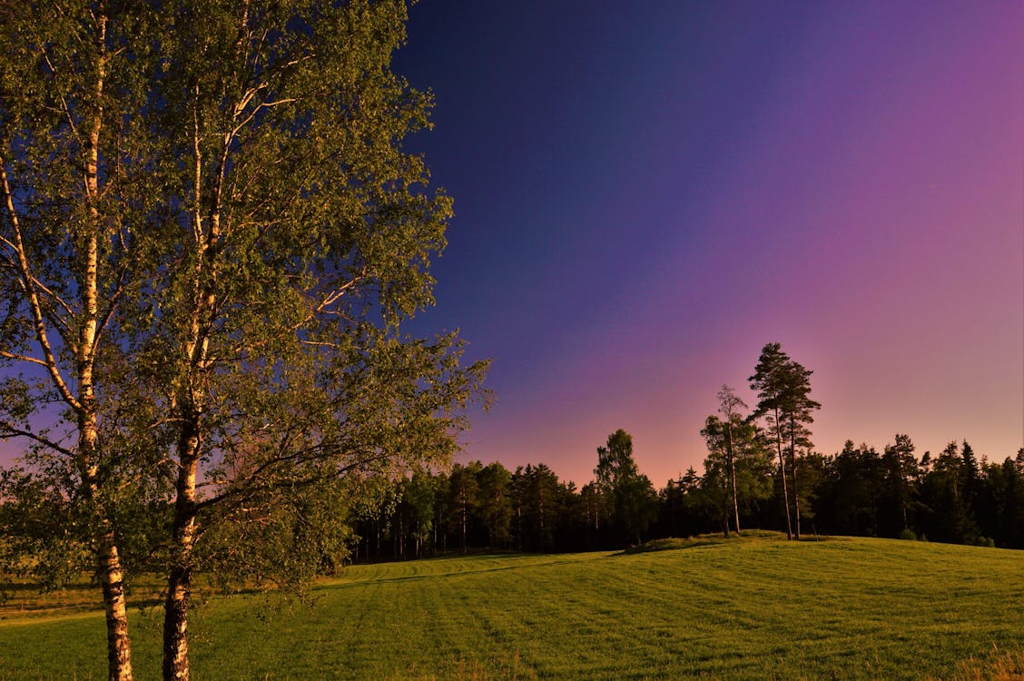 Free stock photo of blue, evening, field