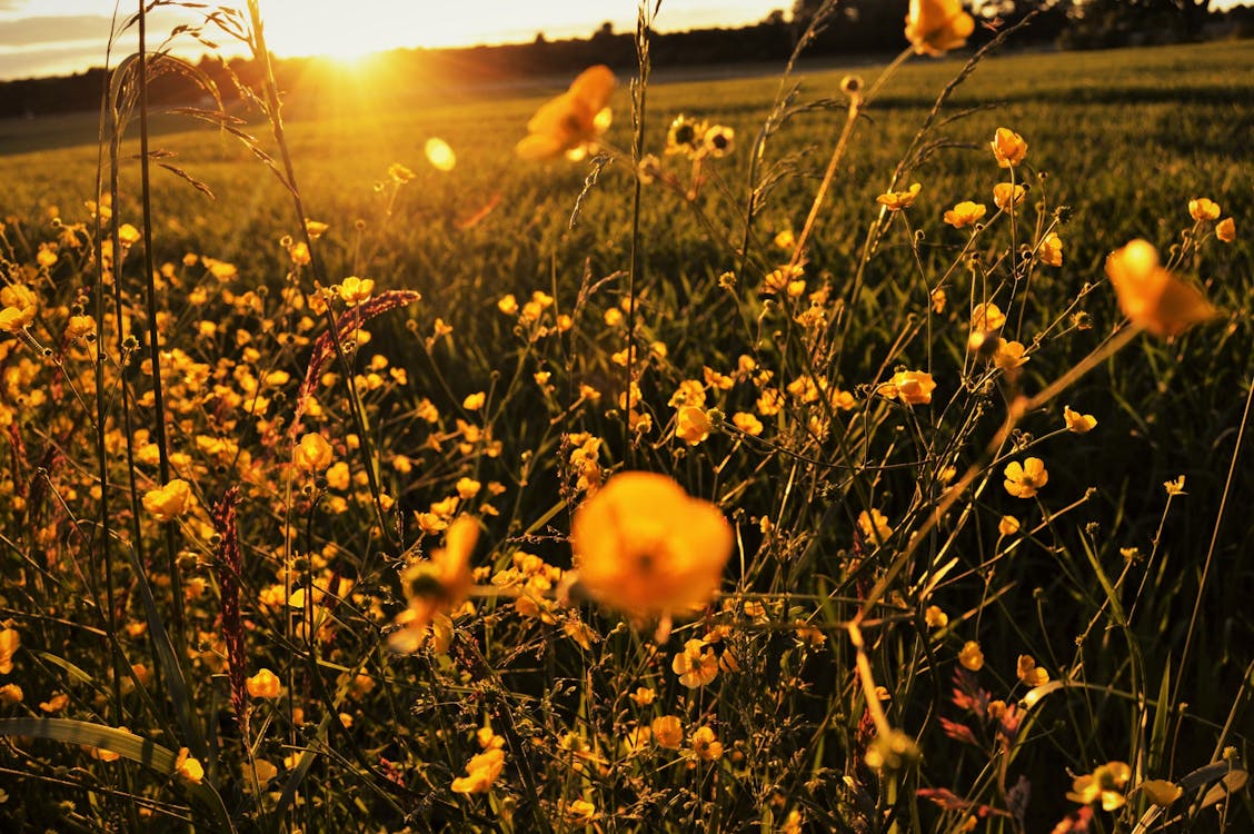 Free stock photo of evening, field, flowers