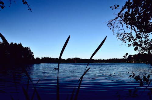 スウェーデン, 夕方, 木の無料の写真素材
